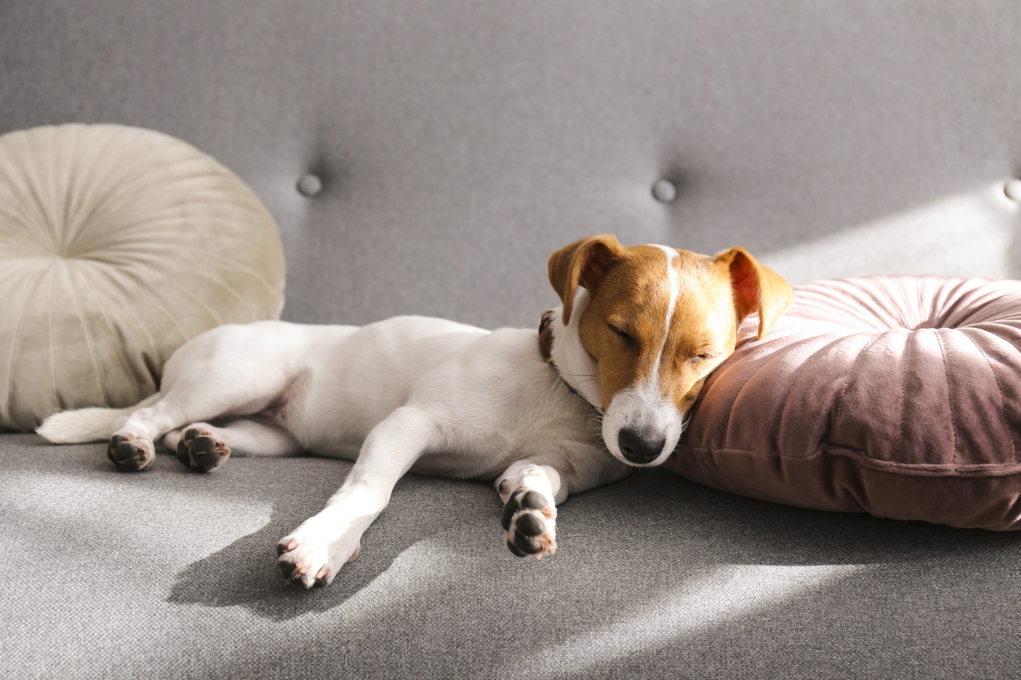 Puppy asleep on couch next to circular cushions in apartment home